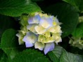 /album/galeria-de-fotos-galeria-de-fotos/hydrangeas-jpg/