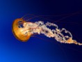 /album/galeria-de-fotos-galeria-de-fotos/jellyfish-jpg/