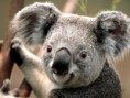 /album/galeria-de-fotos-galeria-de-fotos/koala-jpg/
