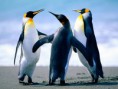 /album/galeria-de-fotos-galeria-de-fotos/penguins-jpg/
