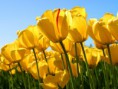 /album/galeria-de-fotos-galeria-de-fotos/tulips-jpg/